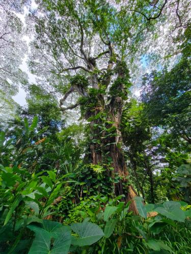 23.10.24 g manoa-falls-hike b 11.13.35