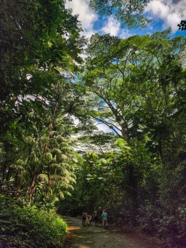 23.10.24 g manoa-falls-hike b 111423