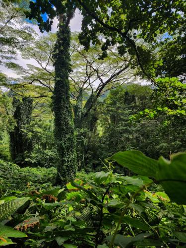 23.10.24 g manoa-falls-hike b 111911