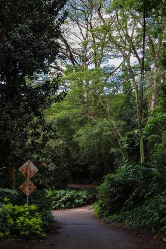 23.10.24 g manoa-falls-hike b IMG 5601