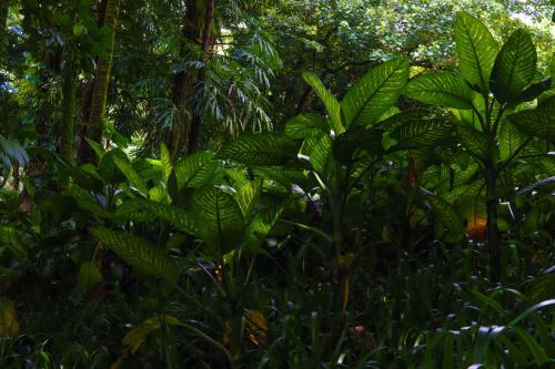 23.10.24 g manoa-falls-hike c IMG 5610