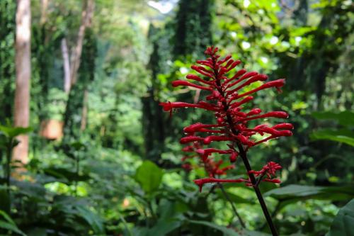 23.10.24 g manoa-falls-hike c IMG 5612