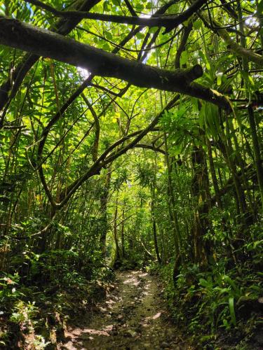 23.10.24 g manoa-falls-hike d122736