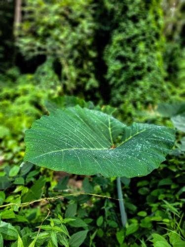 23.10.24 g manoa-falls-hike d 11.28.30