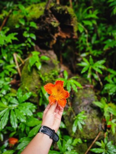 23.10.24 g manoa-falls-hike d 11.40.10