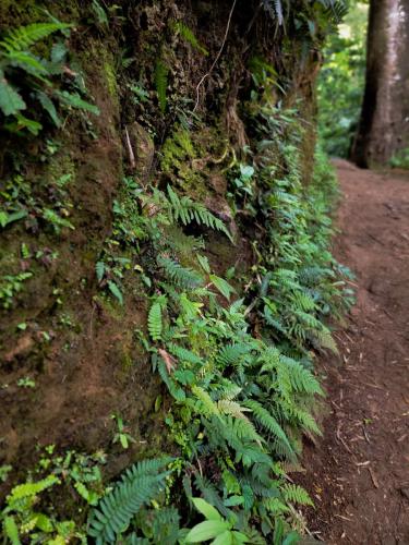 23.10.24 g manoa-falls-hike d 11.49.04