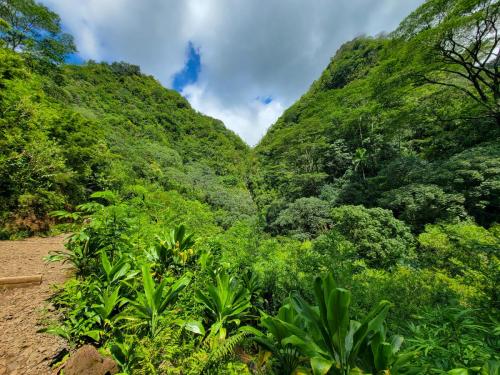 23.10.24 g manoa-falls-hike d 11.56.30