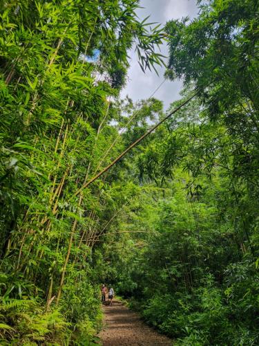 23.10.24 g manoa-falls-hike d 115201