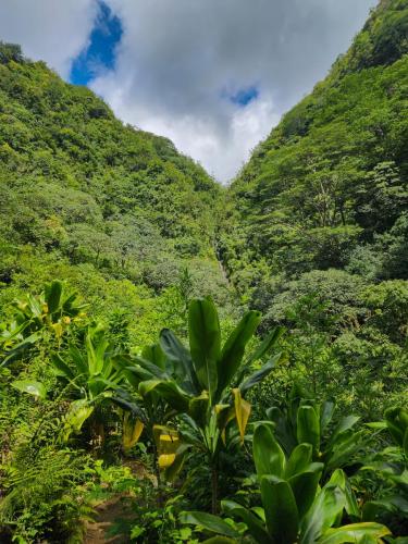 23.10.24 g manoa-falls-hike d 115620