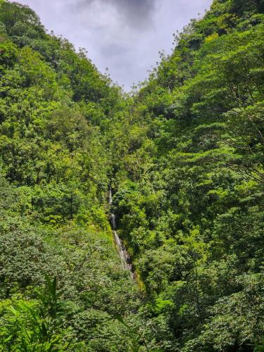 23.10.24 g manoa-falls-hike d 115633