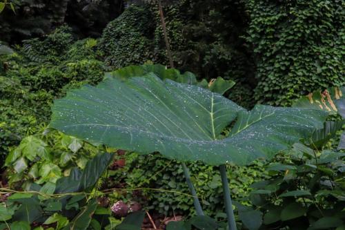 23.10.24 g manoa-falls-hike d IMG 5628