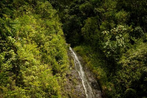 23.10.24 g manoa-falls-hike e IMG 5652