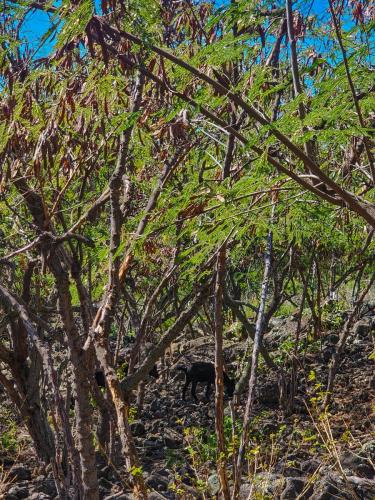 23.10.30 b Kaawaloa-Hike-to-Snorkle c 101844