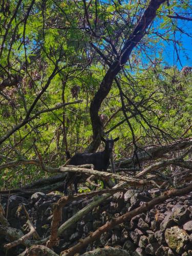 23.10.30 b Kaawaloa-Hike-to-Snorkle c 102256