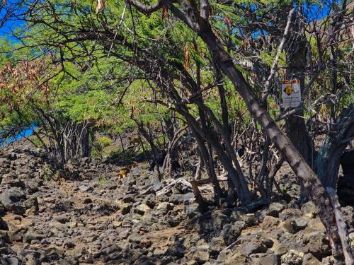 23.10.30 b Kaawaloa-Hike-to-Snorkle g 123404