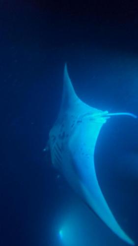 23.10.30 f manta-ray-snorkle d -211240