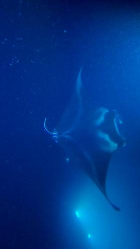 23.10.30 f manta-ray-snorkle d -211245