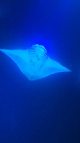 23.10.30 f manta-ray-snorkle d -211511