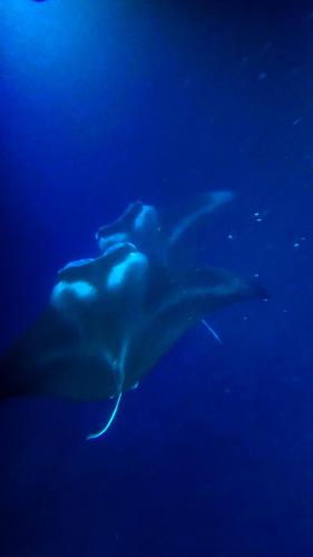 23.10.30 f manta-ray-snorkle d -212835