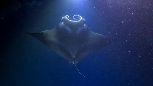 23.10.30 f manta-ray-snorkle d JgQP1evR0lg07